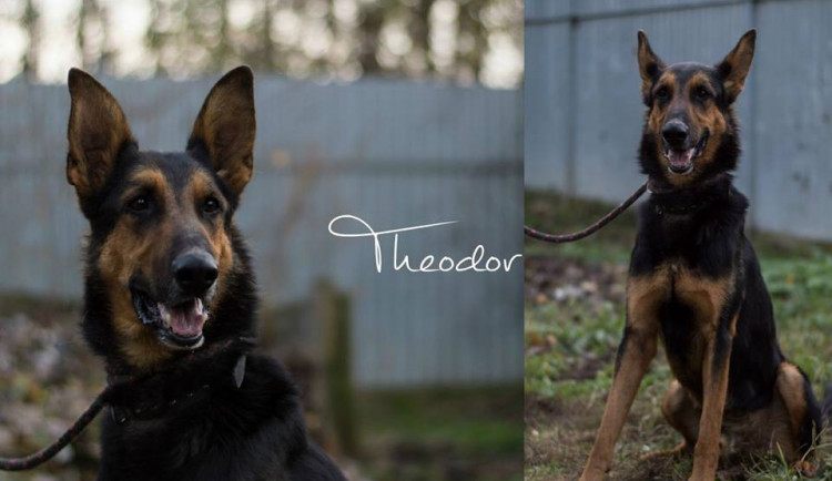 Hledáme páníčka #60: Podívejte se na nejnovější přírůstky v olomouckých útulcích