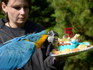 Papoušci v olomoucké zoo mají novou voliéru