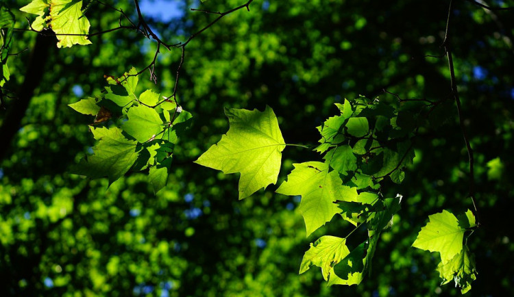 POČASÍ NA SOBOTU: Dnes bude krásně, jen odpoledne můžou přijít krátké přeháňky