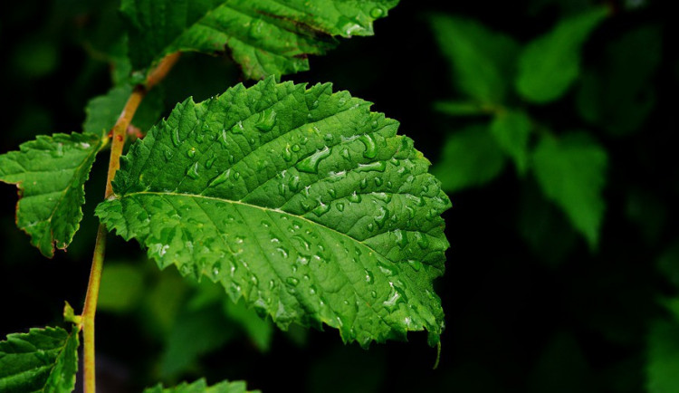 POČASÍ NA ÚTERÝ: Bude doznívat deštivý večer ze vřerejška, deštník s sebou!