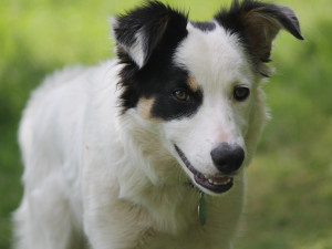 Bezdomovci bylo líto přivázaného psa, tak si ho odvedl. Strážníkům pak vysvětloval, že ho nechtěl sníst