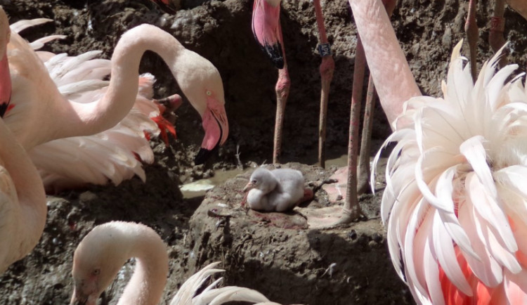 FOTO: V olomoucké zoo se vylíhla dlouho očekávaná mládaťa plameňáků