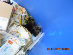 Na Zikově ulici v Olomouci někdo vyhodil do kontejneru koťata. Postarali se o ně strážníci