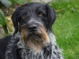 Muž z Prostějovska je podezřelý z utopení psa. Hrozí mu až tři roky vězení