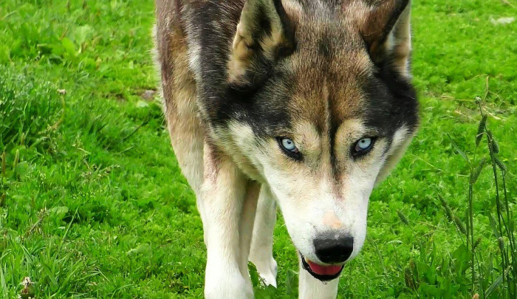 V zoo na Sv. Kopečku pokousal vlk čtyřletou dívku. Policie hledá návštěvníky, kteří u toho byli