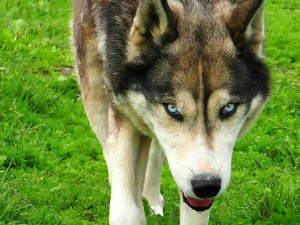 V zoo na Sv. Kopečku pokousal vlk čtyřletou dívku. Policie hledá návštěvníky, kteří u toho byli
