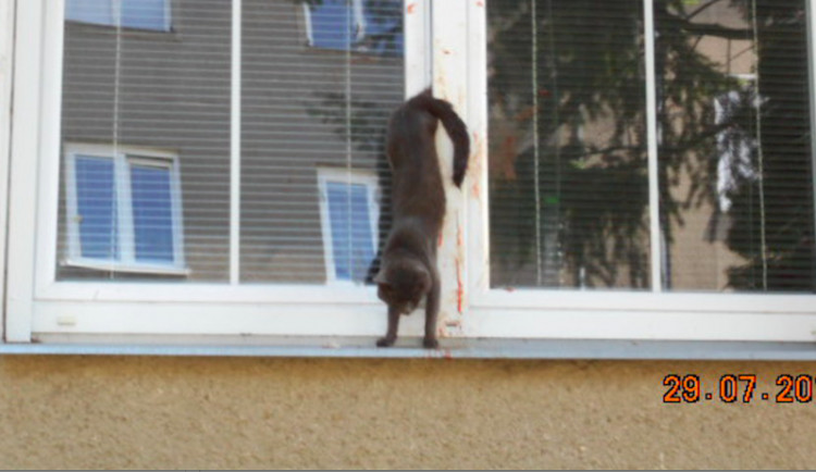 Zaseknutá kočka v okně způsobila v Olomouci poprask. Na místo přijeli hasiči, strážníci i státní policie