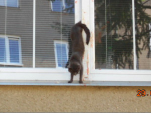 Zaseknutá kočka v okně způsobila v Olomouci poprask. Na místo přijeli hasiči, strážníci i státní policie