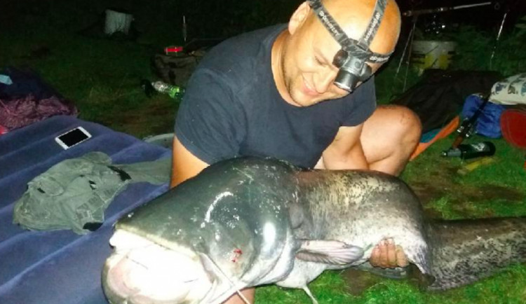 FOTO: Rybář chytil na Moravě téměř dvoumetrového sumce. Je to rarita, říká