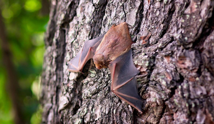 Hasiči si připsali další kuriózní zásah. V bytovém domě odchytávali poletující netopýry
