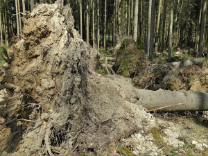 Lesy v kraji dostaly při bouřkách pořádně zabrat, poničených je 60 tisíc metrů krychlových dřeva