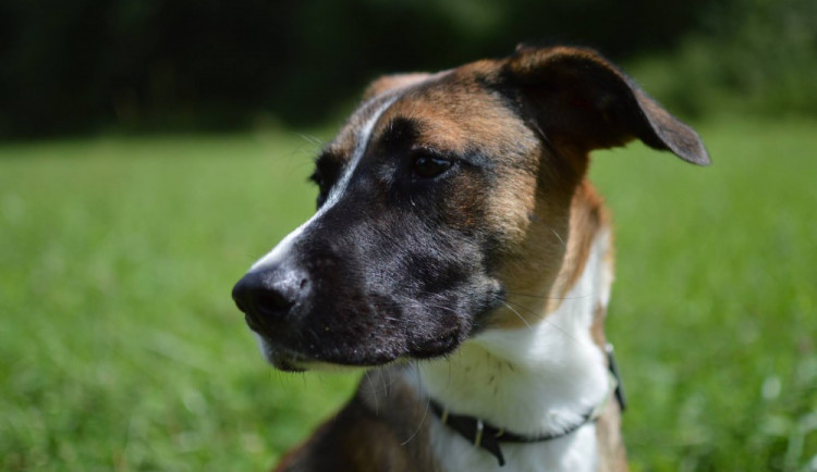 Češi za domácí mazlíčky utratí dvě miliardy ročně