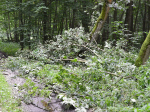Do některých, větrem poničených lesů se oficiálně nesmí, Olomoucký kraj to zakázal
