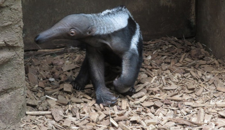 Mravenečník velký v Zoo Olomouc