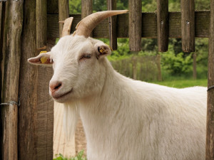 Zloděj ukradl čtyři kozly a zdroj k elektrickému ohradníku