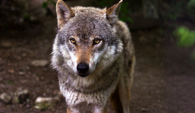 Olomoucká zoo podle vyšetřování vinu za zranění dítěte vlkem nenese