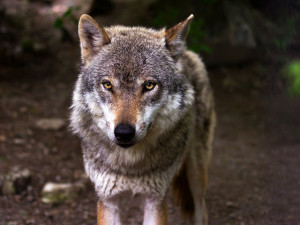 Olomoucká zoo podle vyšetřování vinu za zranění dítěte vlkem nenese