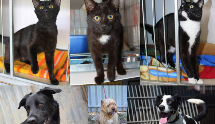 Hledáme páníčka #66: Podívejte se na nejnovější přírůstky v olomouckých útulcích