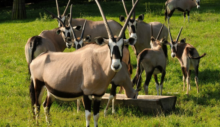 Pár oryxů se z olomoucké zoo vydal na cestu do Itálie. Zařadí se do stáda na tamním safari