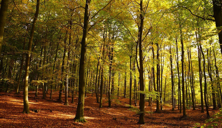 POČASÍ NA ČTVRTEK: Sváteční den se vyvede. Bude přes dvacet stupňů a polojasno