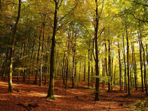 POČASÍ NA ČTVRTEK: Sváteční den se vyvede. Bude přes dvacet stupňů a polojasno