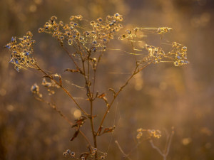 POČASÍ NA SOBOTU: Pořádně si užijte babí léto