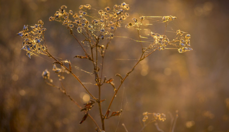 ilustrační fotografie