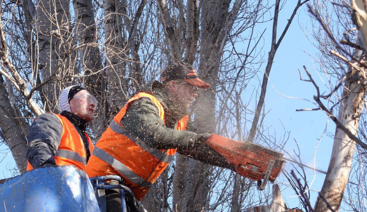 Protipovodňová opatření v Olomouci si vyžádají vykácení 55 stromů