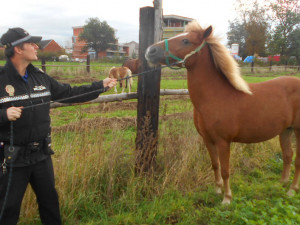 Strážníci odchytávali na Lazcích volně pobíhajícího koně
