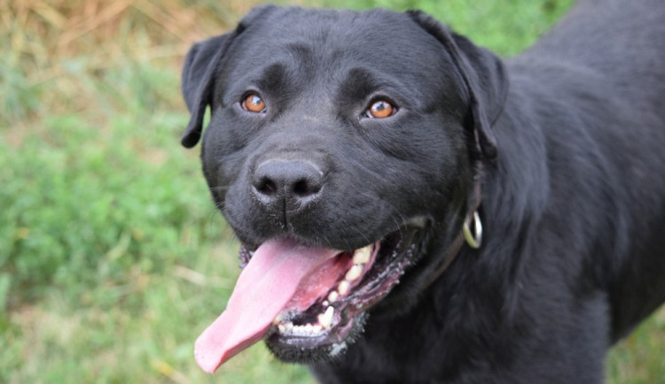 Hledáme páníčka #69: Podívejte se na nejnovější přírůstky v olomouckých útulcích