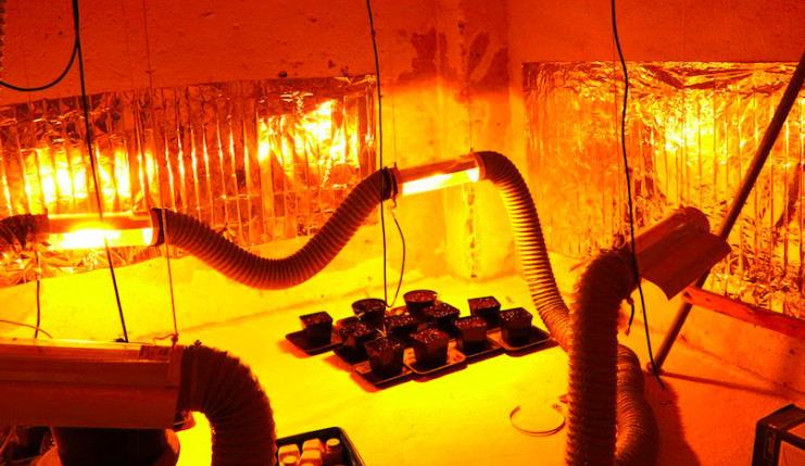 Policie odhalila v bytu cizince pěstírnu konopí. Na případu pracovali několik měsíců