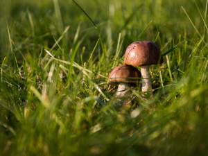 Houbařka se ztratila v lese u Konice. Pátrali po ní policisté, hasiči i psovod