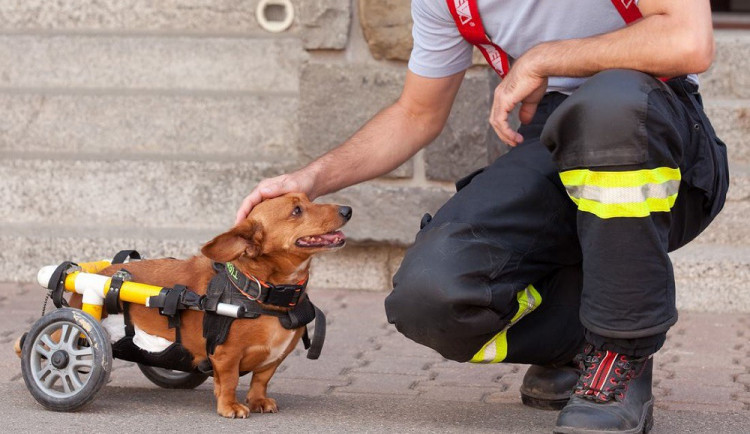 Hasiči se rozhodli pomoct útulkům. Nafotili kalendář s pejsky k adopci