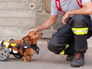 Hasiči se rozhodli pomoct útulkům. Nafotili kalendář s pejsky k adopci