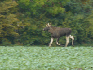 Na Hané se pohybuje volně žijící los. Může zaútočit i na člověka