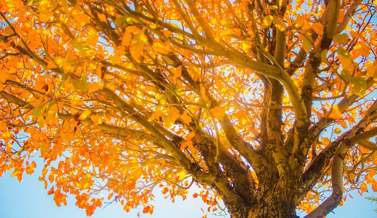 Listopad bude teplotně průměrný, jeho začátek ale bude chladný