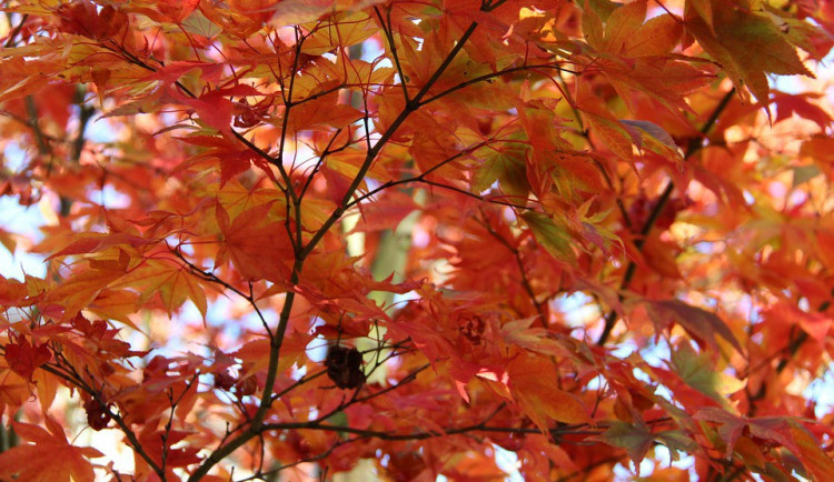 POČASÍ NA ČTVRTEK: Ráno zataženo, odpoledne polojasno. Teploty se vyšplhají až na čtrnáctku