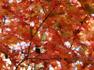 POČASÍ NA ČTVRTEK: Ráno zataženo, odpoledne polojasno. Teploty se vyšplhají až na čtrnáctku