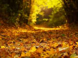 POČASÍ NA PÁTEK: Zpočátku dne oblačno a přeháňky, pak se vyjasní