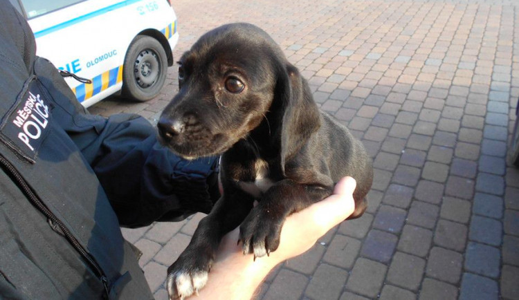 Strážníci za jedno odpoledne odchytávali hned čtyři volně pobíhající psy. Teď jsou v útulku