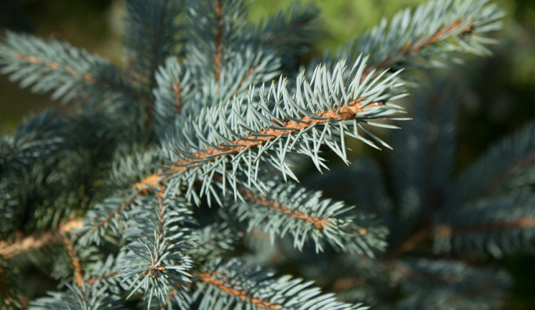 ilustrační fotografie