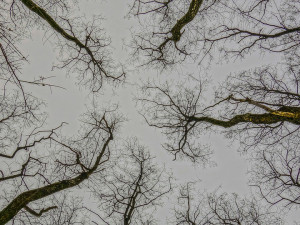 POČASÍ NA ČTVRTEK: Polojasná obloha, teploty do osmi stupňů