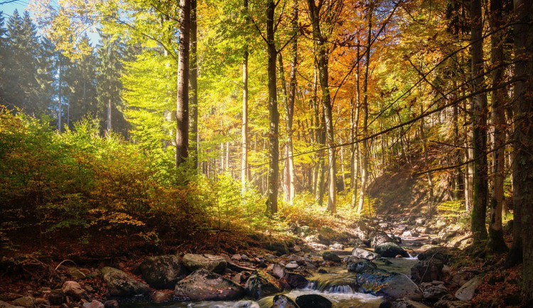 ilustrační fotografie