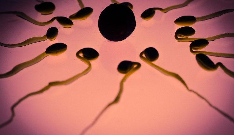 Olomoucká IVF Clinic má v sobotu den otevřených dveří. První příchozí dostanou poukaz na spermiogram