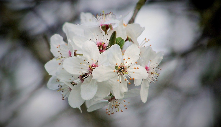 Nezadané ženy by měly dnes podle prastarého obyčeje vyrazit pro "barborky"