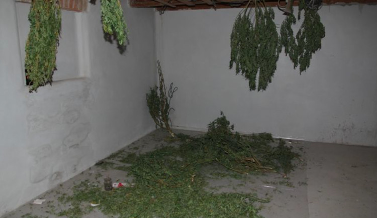 Policie dopadla pěstitele konopí, na případu pracovala několik měsíců