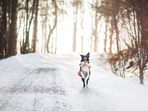 POČASÍ NA SOBOTU: Teploty jen lehce nad nulou, ojediněle se můžou objevit přeháňky