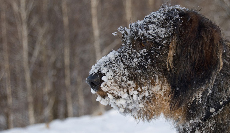POČASÍ NA NEDĚLI: Teploty jen kolem nuly, k večeru může sněžit