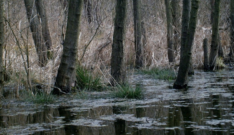 POČASÍ NA SOBOTU: Teploty až na sedmi stupních, občas může zapršet