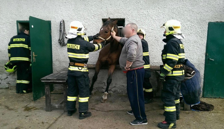 Kůň se zasekl v okně. Vyprostili ho až hasiči